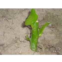 > </div>
<div class=